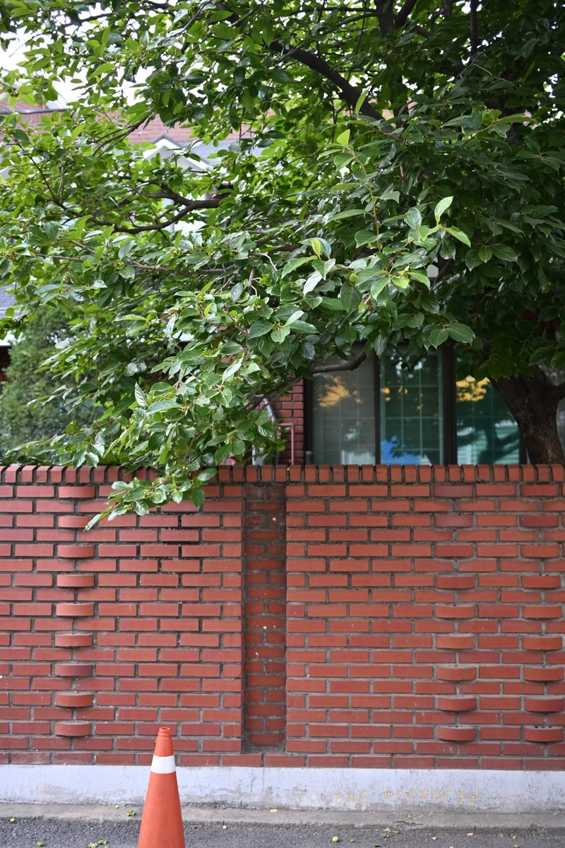 울타리와 나무가 있는 동네 이미지. 벽돌로 만든 붉은 담장이 보이고, 그 위에 나뭇잎이 무성한 나무가 자라고 있습니다. 담장 앞에는 오렌지색 교통 콘이 놓여 있습니다.