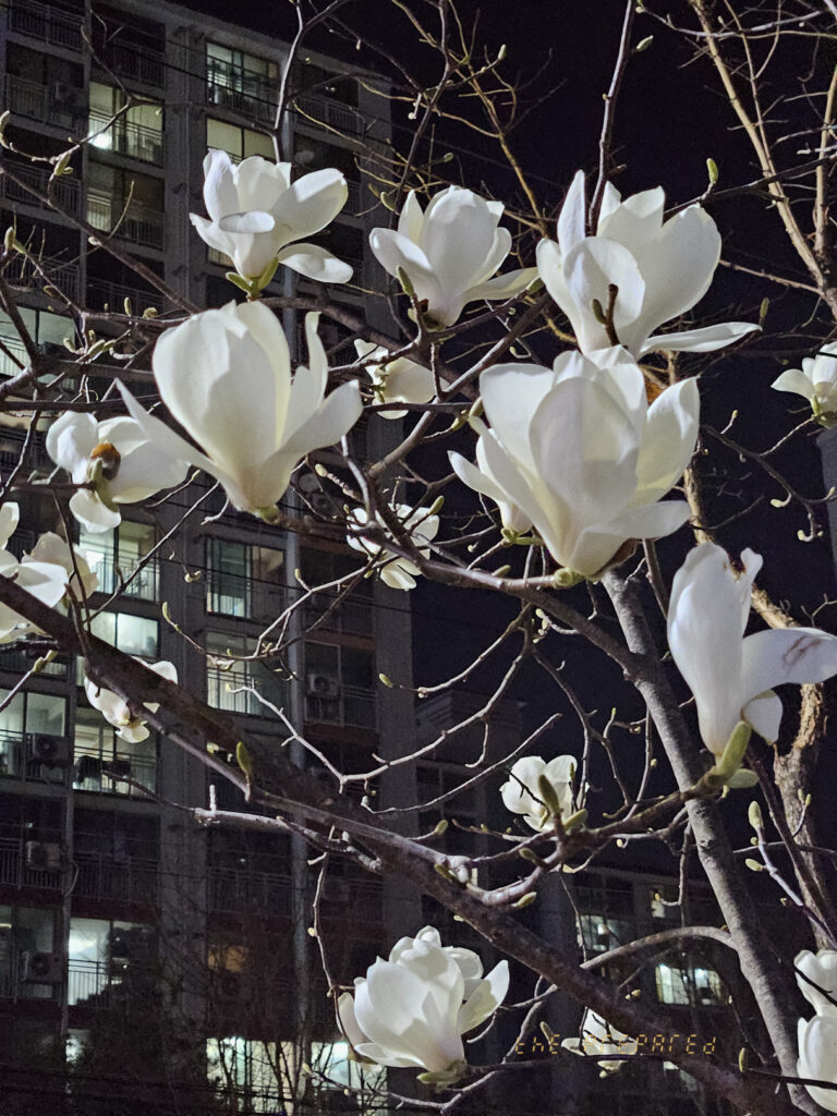 밤에 피는 목련꽃 이미지. 검은 가지가 있는 나무에 커다랗고 흰 꽃들이 만발해 있으며, 배경에 희미하게 불이 켜진 아파트 건물이 보입니다.