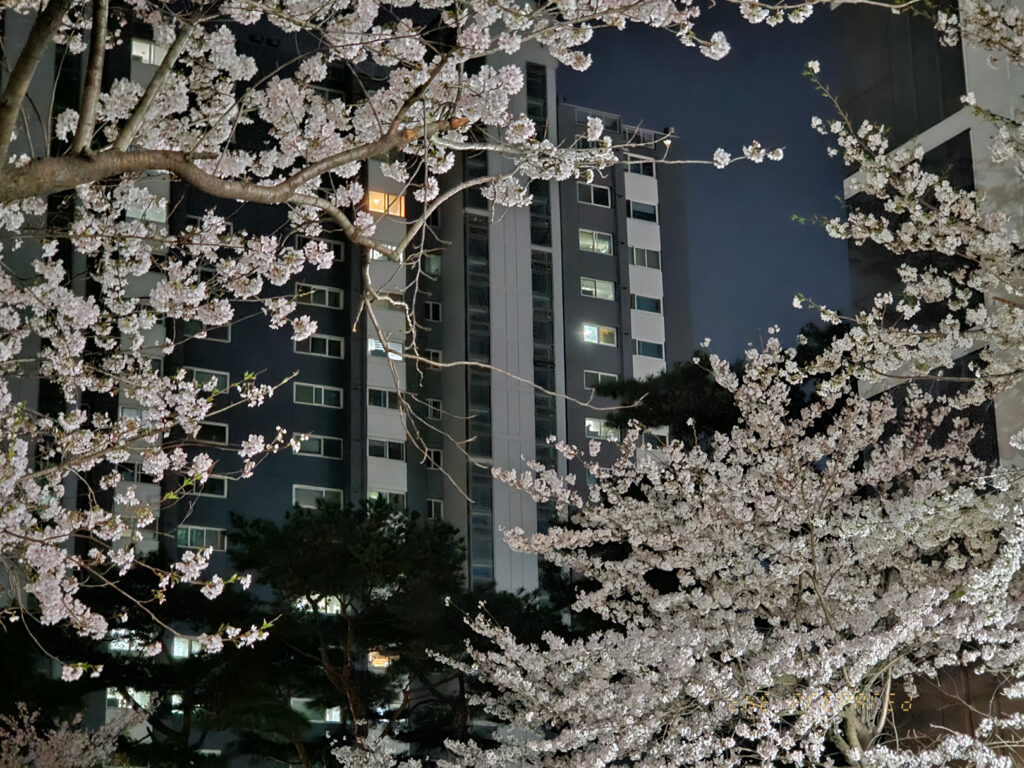 밤에 벚꽃이 핀 아파트의 근접 사진. 어두운 배경과 벚꽃으로 인해 사진이 돋보입니다. 초점은 건물과 꽃 모두에 맞춰져 있습니다.