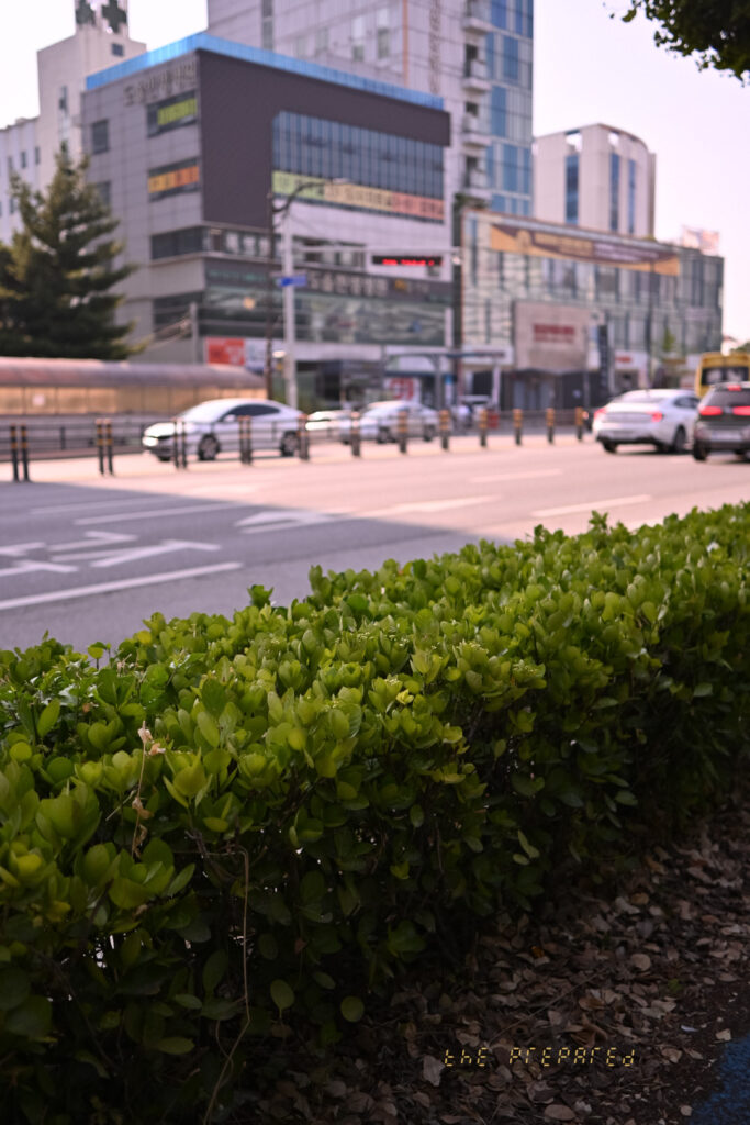 덤불을 클로즈업한 풍경 사진. 덤불 너머로 도로와 차량 몇 대, 그리고 건물들이 보인다.