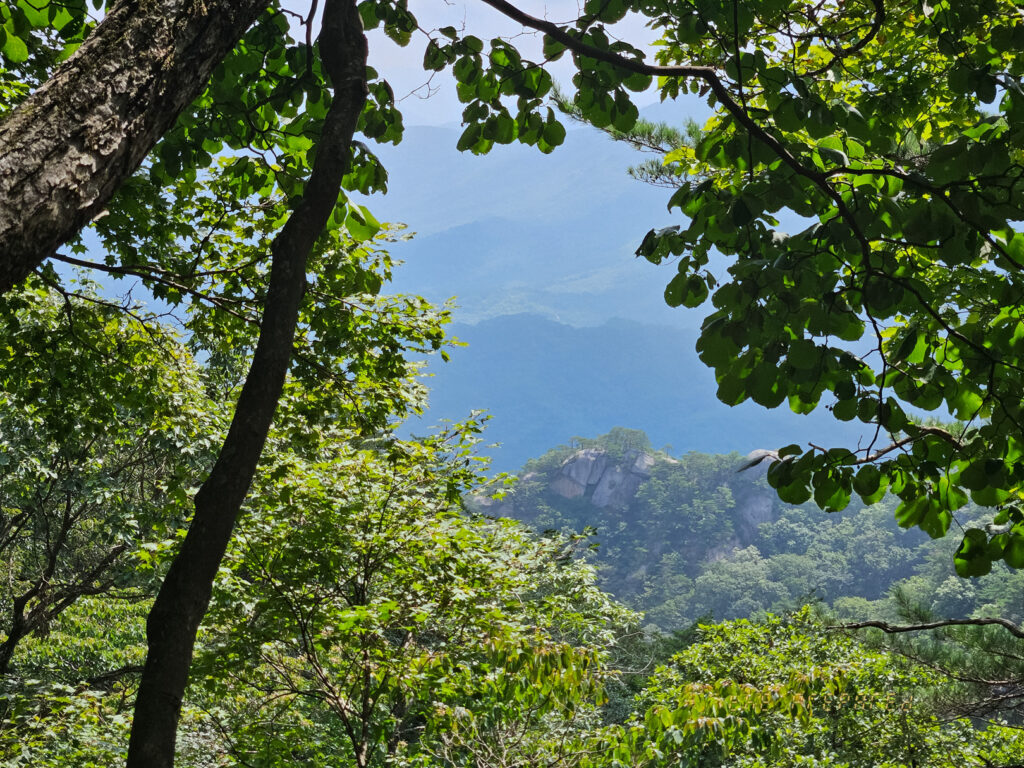 대야산 나무 사이로 돌언덕이 보인다