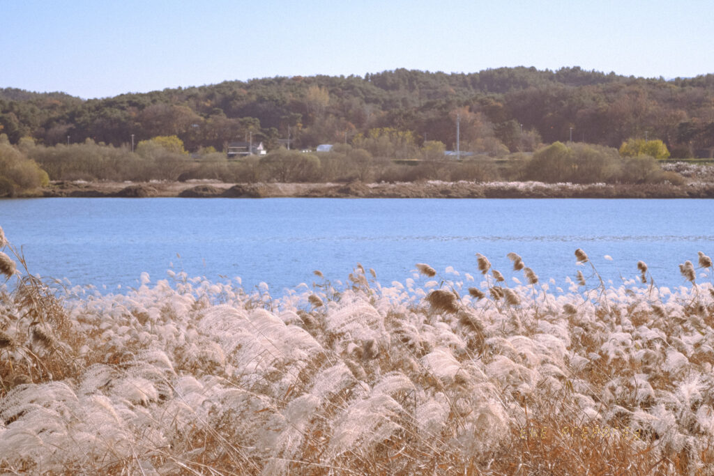 강천섬 억세와 남한강 모습