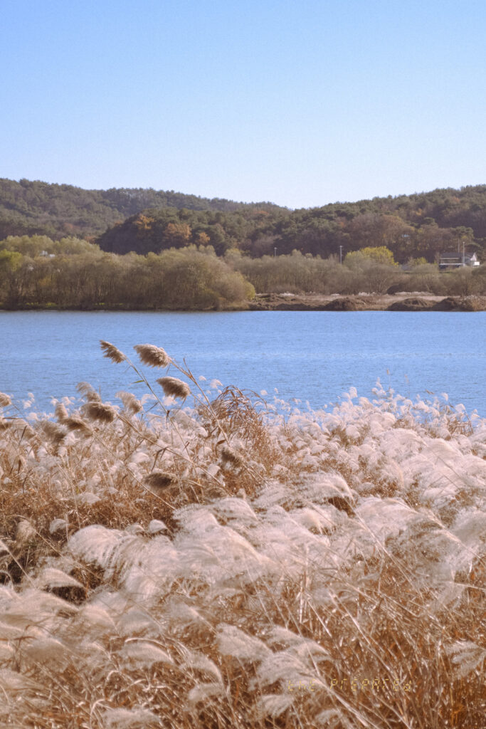 강천섬 억세와 남한강 모습
