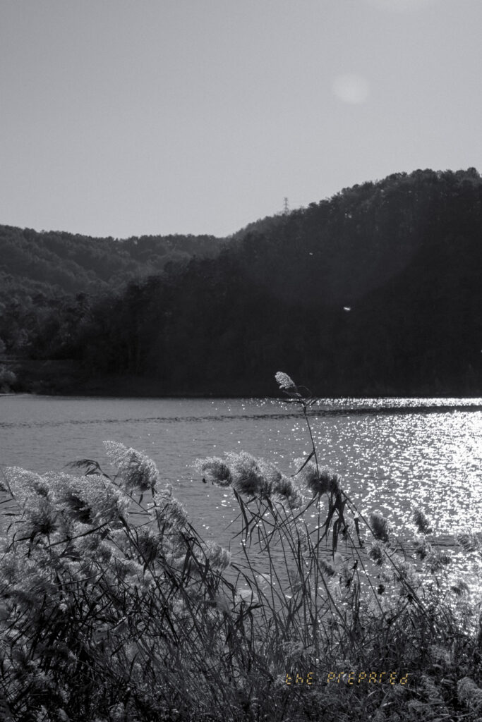 강천섬 억세와 남한강 모습